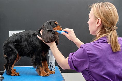 Dog Grooming Training Combing