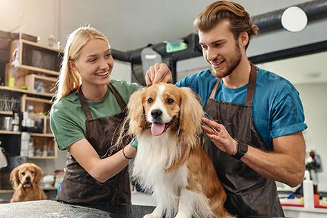 Dog Grooming Training Course